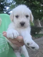 Zeppelin , a male Cane Corso and Lagotto Romagnolo for sale in Horseshoe Bend, ID – 6 of 10
