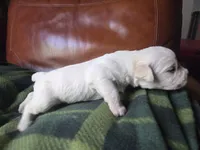 Zeppelin , a male Cane Corso and Lagotto Romagnolo for sale in Horseshoe Bend, ID – 9 of 10