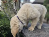 Violet, a female Golden Retriever and Labrador Retriever for sale in Horseshoe Bend, ID – 8 of 9