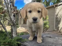 Barbie, a female Golden Retriever and Labrador Retriever for sale in Horseshoe Bend, ID – 2 of 8