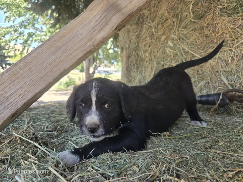 Beatle – Cane Corso, Lagotto Romagnolo puppy for sale in Horseshoe Bend, ID