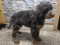 Virginia, a female Golden Mountain Doodle for sale in Horseshoe Bend, ID – 6 of 7