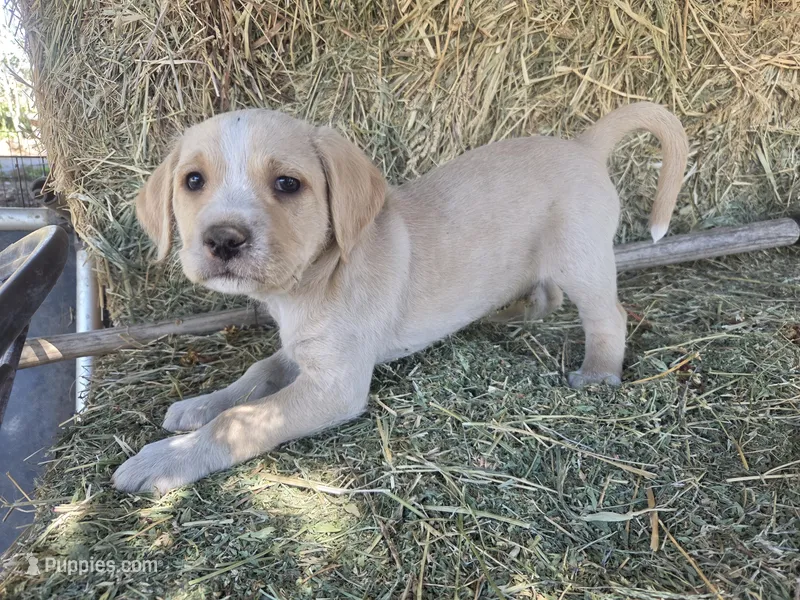 Cream – Cane Corso, Lagotto Romagnolo puppy for sale in Horseshoe Bend, ID