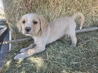 Cream, a male Cane Corso and Lagotto Romagnolo for sale in Horseshoe Bend, ID – 4 of 10