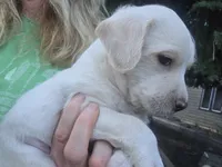 Elvis, a male Cane Corso and Lagotto Romagnolo for sale in Horseshoe Bend, ID – 2 of 10