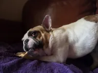 Meatball (Stud), a male French Bulldog for sale in Horseshoe Bend, ID – 9 of 10