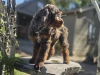 Virginia, a female Golden Mountain Doodle for sale in Horseshoe Bend, ID – 10 of 10