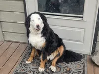 Dr Pepper, a male Bernese Mountain Dog and Cane Corso for sale in Horseshoe Bend, ID – 9 of 9