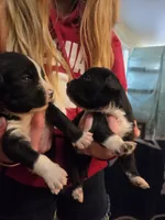 Beetle, a male Cane Corso and Lagotto Romagnolo for sale in Horseshoe Bend, ID – 10 of 10