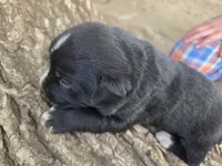 Cola, a female Bernese Mountain Dog and Cane Corso for sale in Horseshoe Bend, ID – 2 of 8