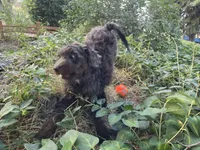 Colorado, a female Golden Mountain Doodle for sale in Horseshoe Bend, ID – 6 of 6