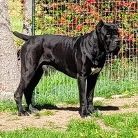 Root Beer, a male Bernese Mountain Dog and Cane Corso for sale in Horseshoe Bend, ID – 9 of 10