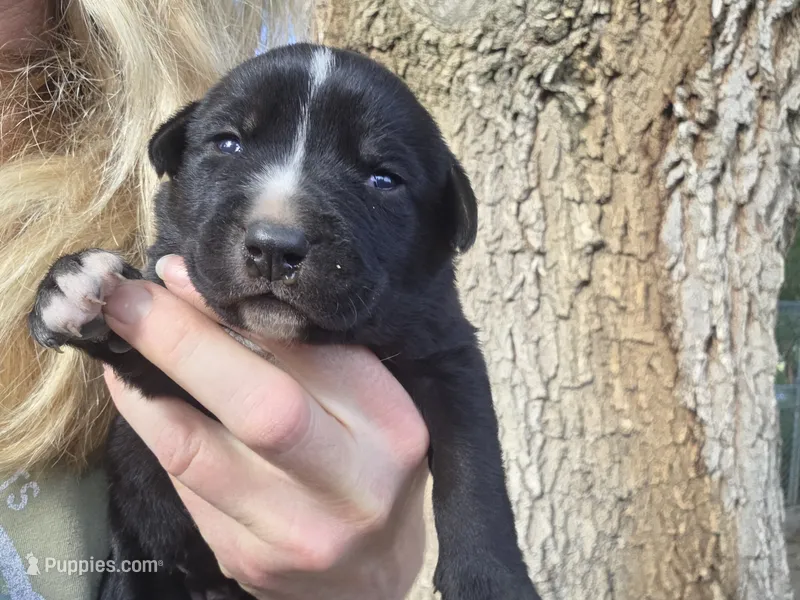 Cola – Bernese Mountain Dog, Cane Corso puppy for sale in Horseshoe Bend, ID