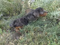 Virginia, a female Golden Mountain Doodle for sale in Horseshoe Bend, ID – 7 of 7