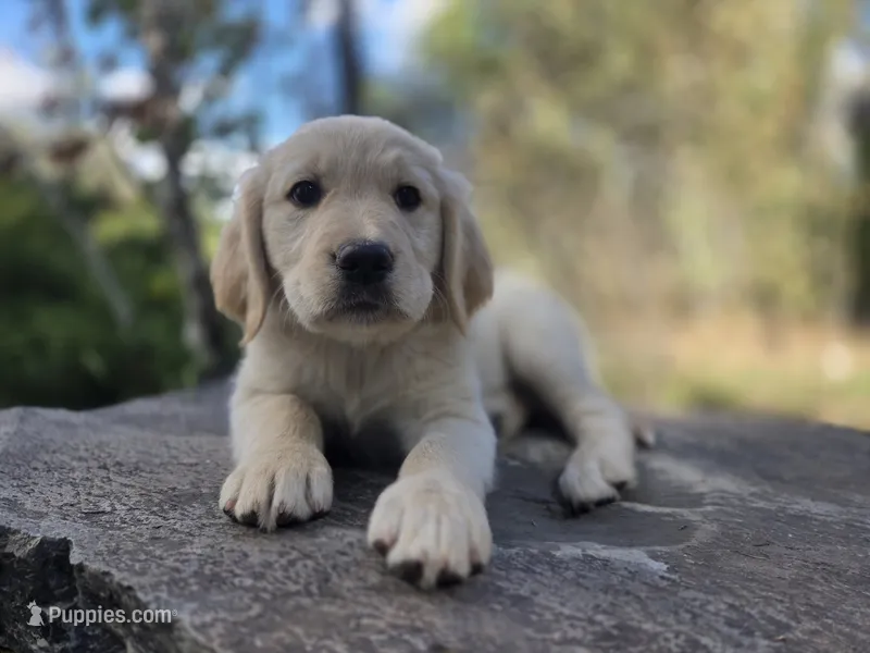 Rolly – Golden Retriever, Labrador Retriever puppy for sale in Horseshoe Bend, ID