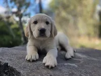 Rolly, a male Golden Retriever and Labrador Retriever for sale in Horseshoe Bend, ID – 1 of 10