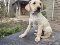 Honeybunch, a female Golden Retriever and Labrador Retriever for sale in Horseshoe Bend, ID – 3 of 10