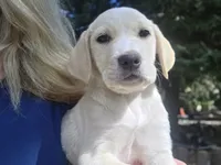 Bo, a male Golden Retriever and Labrador Retriever for sale in Horseshoe Bend, ID – 5 of 9