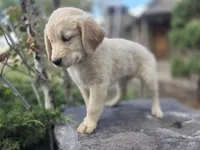 Violet, a female Golden Retriever and Labrador Retriever for sale in Horseshoe Bend, ID – 7 of 9