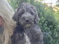 Georgia, a female Golden Mountain Doodle for sale in Horseshoe Bend, ID – 3 of 10