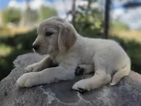 Rolly, a male Golden Retriever and Labrador Retriever for sale in Horseshoe Bend, ID – 3 of 10