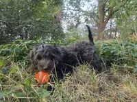 Colorado, a female Golden Mountain Doodle for sale in Horseshoe Bend, ID – 5 of 6