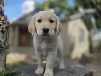 Rolly, a male Golden Retriever and Labrador Retriever for sale in Horseshoe Bend, ID – 8 of 10
