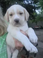 Cream, a male Cane Corso and Lagotto Romagnolo for sale in Horseshoe Bend, ID – 8 of 10