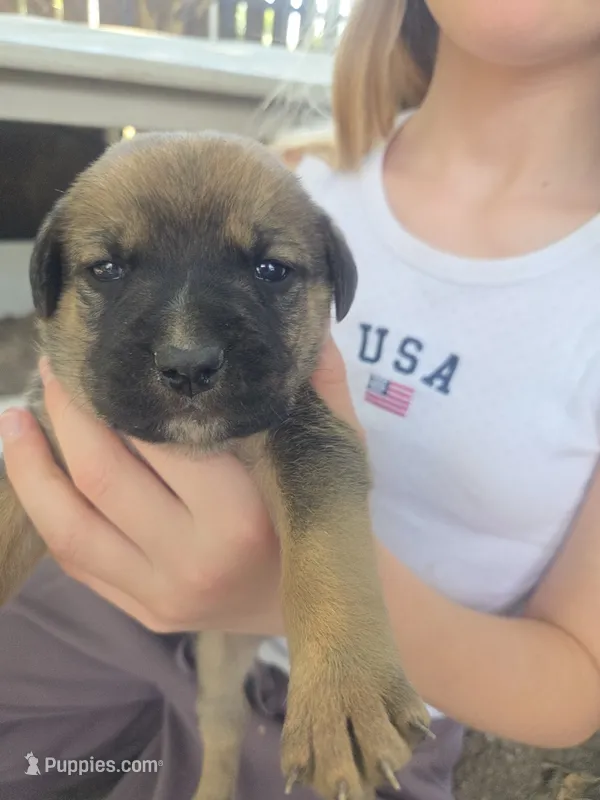 Dr Pepper – Bernese Mountain Dog, Cane Corso puppy for sale in Horseshoe Bend, ID