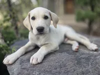 Rosco, a male Golden Retriever and Labrador Retriever for sale in Horseshoe Bend, ID – 6 of 10