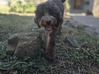 Virginia, a female Golden Mountain Doodle for sale in Horseshoe Bend, ID – 9 of 10