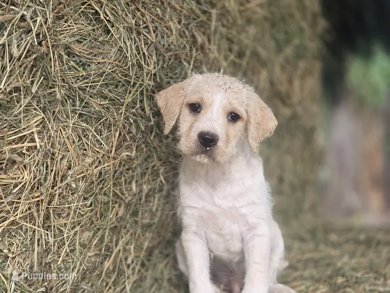 Zeppelin  – Cane Corso, Lagotto Romagnolo puppy for sale in Horseshoe Bend, ID
