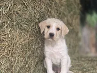 Zeppelin , a male Cane Corso and Lagotto Romagnolo for sale in Horseshoe Bend, ID – 1 of 10