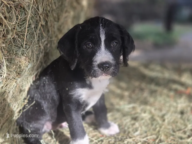 Beatle – Cane Corso, Lagotto Romagnolo puppy for sale in Horseshoe Bend, ID