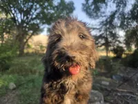 Georgia, a female Golden Mountain Doodle for sale in Horseshoe Bend, ID – 4 of 10