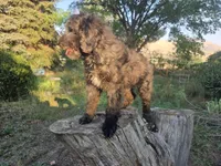 Alaska, a female Golden Mountain Doodle for sale in Horseshoe Bend, ID – 10 of 10