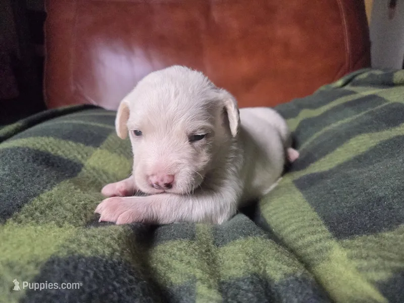 Elvis – Cane Corso, Lagotto Romagnolo puppy for sale in Horseshoe Bend, ID