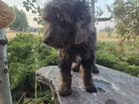 Colorado, a female Golden Mountain Doodle for sale in Horseshoe Bend, ID – 4 of 6