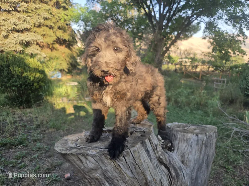 Georgia – Golden Mountain Doodle puppy for sale in Horseshoe Bend, ID