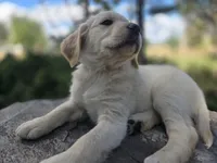 Rolly, a male Golden Retriever and Labrador Retriever for sale in Horseshoe Bend, ID – 10 of 10