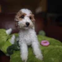 Rosie, a female Miniature Goldendoodle for sale in Horseshoe Bend, ID – Photo 5 of 5