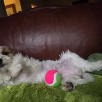 Rosie, a female Miniature Goldendoodle for sale in Horseshoe Bend, ID – Photo 1 of 5