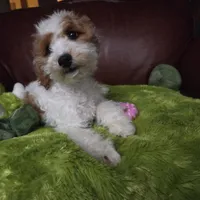 Rosie, a female Miniature Goldendoodle for sale in Horseshoe Bend, ID – Photo 3 of 5