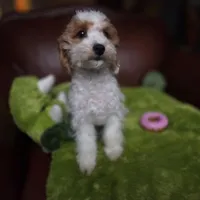 Rosie, a female Miniature Goldendoodle for sale in Horseshoe Bend, ID – Photo 4 of 5