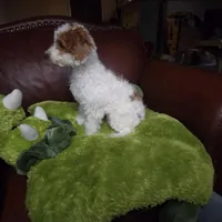 Rosie, a female Miniature Goldendoodle for sale in Horseshoe Bend, ID – Photo 2 of 5