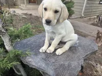 Sonny, a male Golden Retriever and Labrador Retriever for sale in Horseshoe Bend, ID – 5 of 10