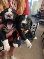 Beetle, a male Cane Corso and Lagotto Romagnolo for sale in Horseshoe Bend, ID – 8 of 10