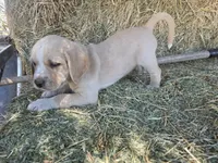 Cream, a male Cane Corso and Lagotto Romagnolo for sale in Horseshoe Bend, ID – 6 of 10