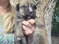 Root Beer, a male Bernese Mountain Dog and Cane Corso for sale in Horseshoe Bend, ID – 1 of 10