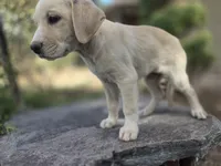 Bo, a male Golden Retriever and Labrador Retriever for sale in Horseshoe Bend, ID – 7 of 9